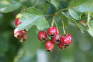 Fiori di biancospino, pianta benefica per il cuore e il benessere emotivo.